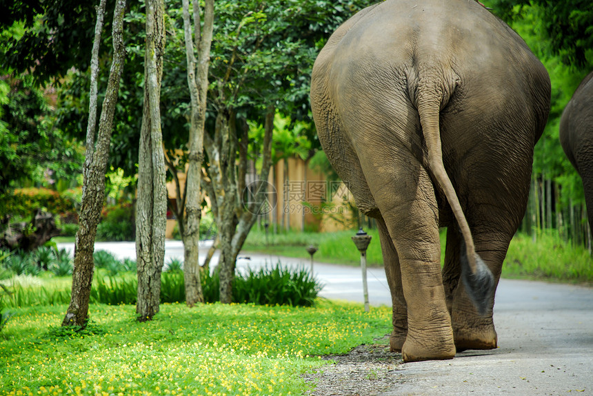 泰国大象后视图片