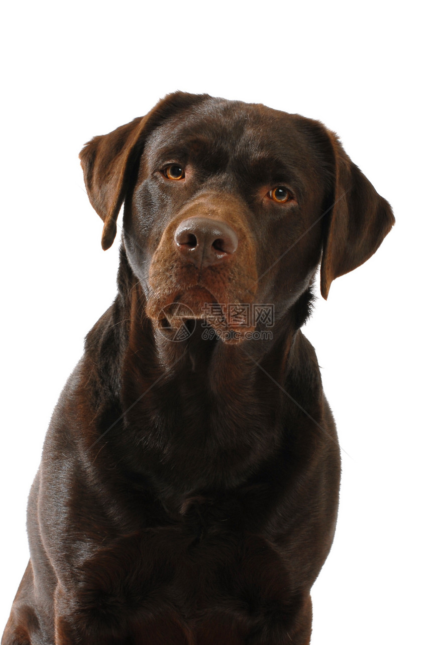 棕色拉布拉多检索器舌头犬类动物警报宠物猎犬白色哺乳动物脊椎动物工作室图片