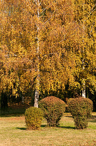 秋天风景 公园的黄树森林高清图片素材