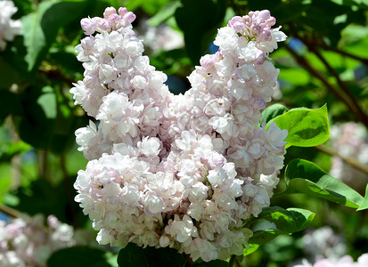 春天的白花边膜花园美丽花瓣叶子紫丁香植物蓝色天空荒野衬套背景图片