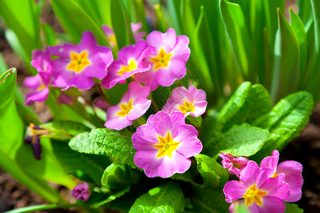 春草春花边框盛开绿色的高清图片