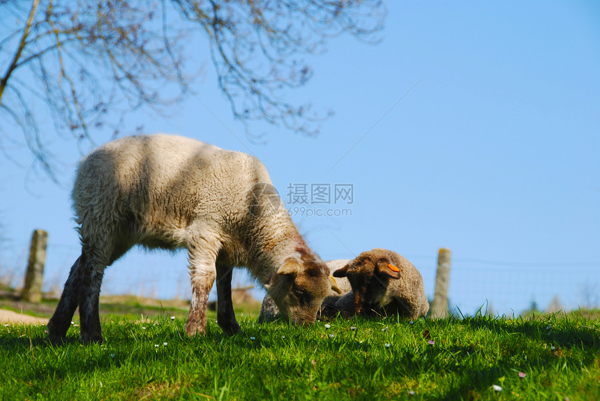 躺在草地上的羔羊图片
