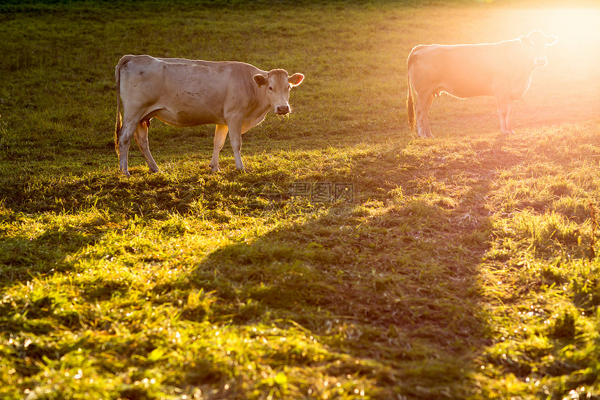 牛群在一片美丽的绿草地上放牧牛角场地农村农场牛肉天空牛奶奶牛生物晴天图片