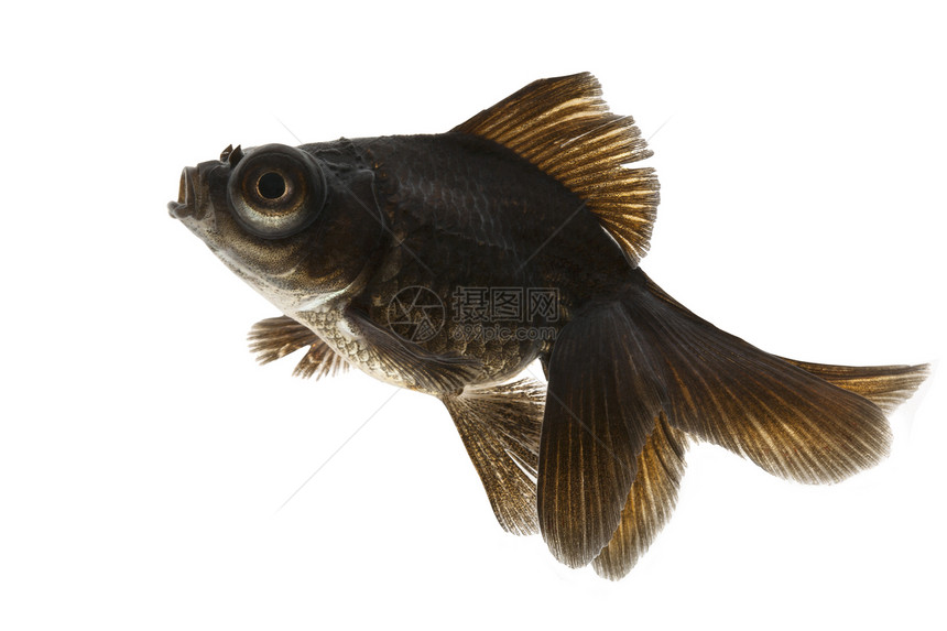 黑金鱼黑色游泳金鱼家畜宠物动物图片
