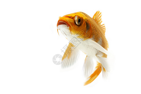 金甲鱼动物家畜金鱼游泳鲤鱼红色橙子锦鲤宠物背景图片