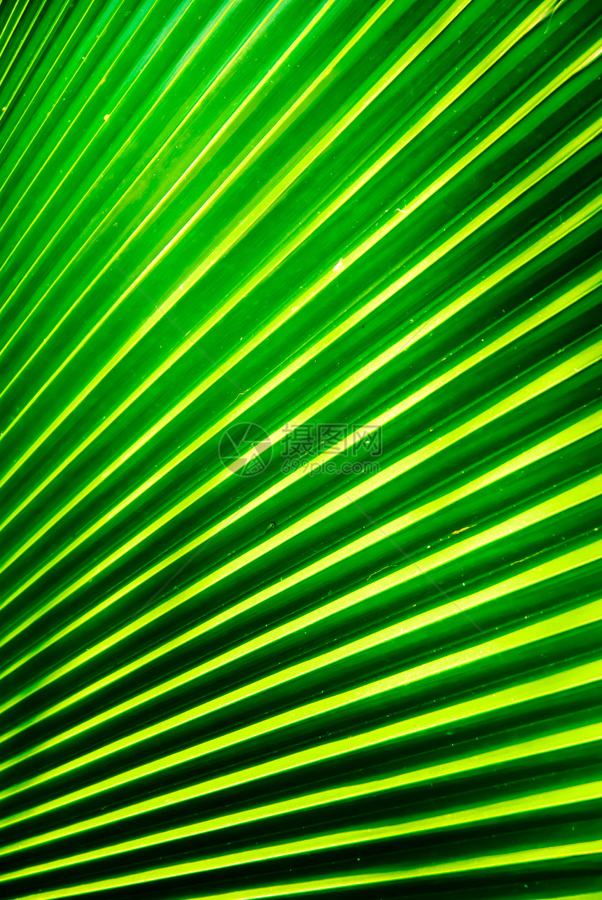 棕榈叶热带棕榈叶子图片