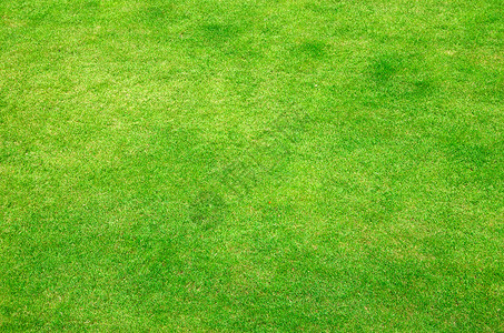 绿绿草绿色植物生长院子草皮植物场地投标绿化草原绿色背景图片