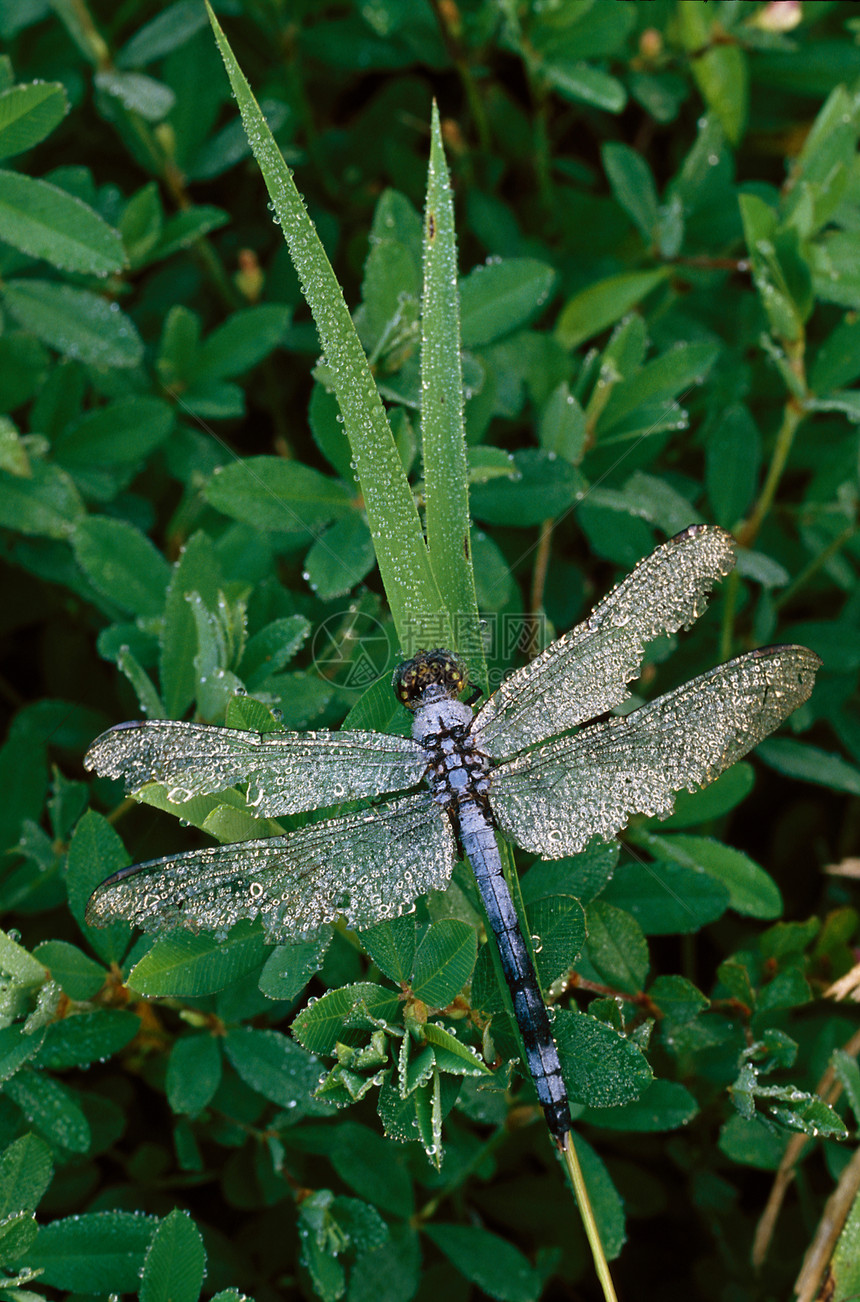 蓝苍蝇和露水翅膀蜻蜓飞沫水滴宏观昆虫叶子树叶图片