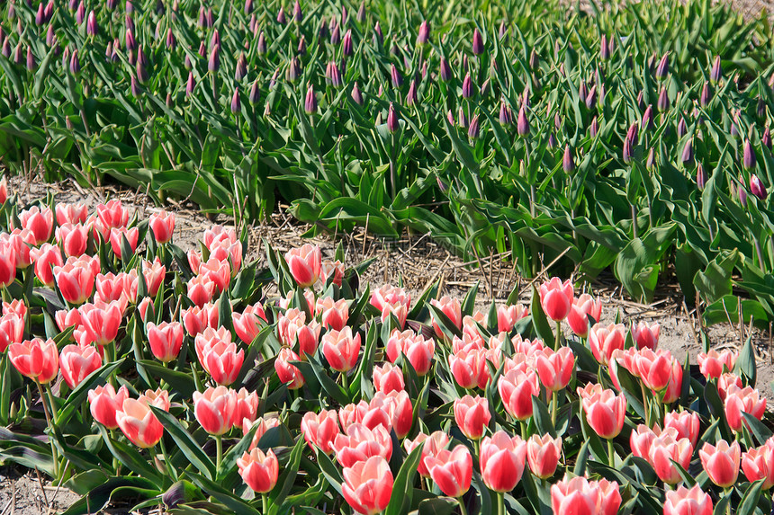 田间美丽的荷兰郁金花场地农业利瑟花坛花朵乡村灯泡场紫色粉色植物图片