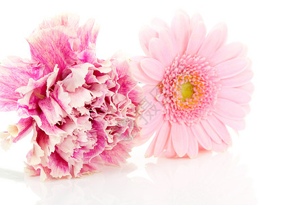 粉红康乃馨和杂花花花朵粉色背景图片