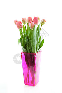 粉红色花瓶中的荷兰郁金香花束灯泡植物植物学花朵粉色背景图片