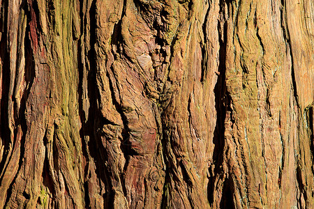 旧树干的背景木头森林墙纸线条背景图片