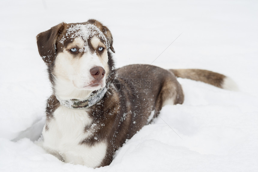 霍斯基狗躺在雪地里猎犬哺乳动物白色朋友森林毛皮犬齿蓝色犬类姿势图片