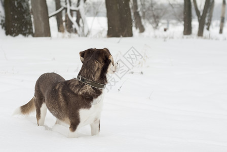 犬齿犬类快乐的高清图片