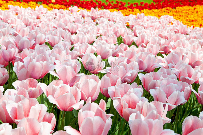 荷兰灯泡字段花坛花朵利瑟粉色场地花球图片