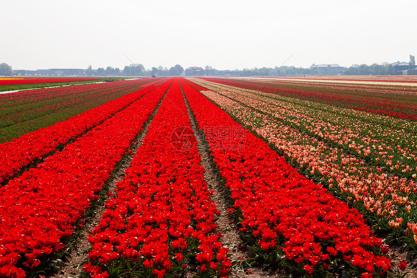 荷兰灯泡字段利瑟红色农业场地花朵花坛天空图片