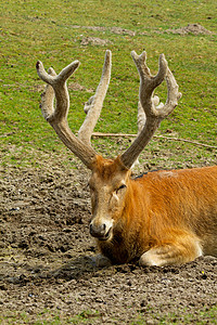 休息的鹿鹿休息喇叭哺乳动物鹿角野生动物场地背景