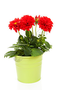 红色Dahlia花在绿锅中背景图片