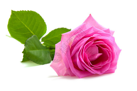 一朵粉红玫瑰花朵树叶粉色植物花瓣背景图片