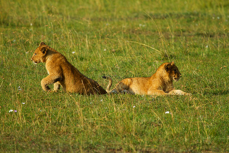 两只小狮子幼熊草原荒野野生动物动物猎人食肉幼崽婴儿捕食者哺乳动物背景图片