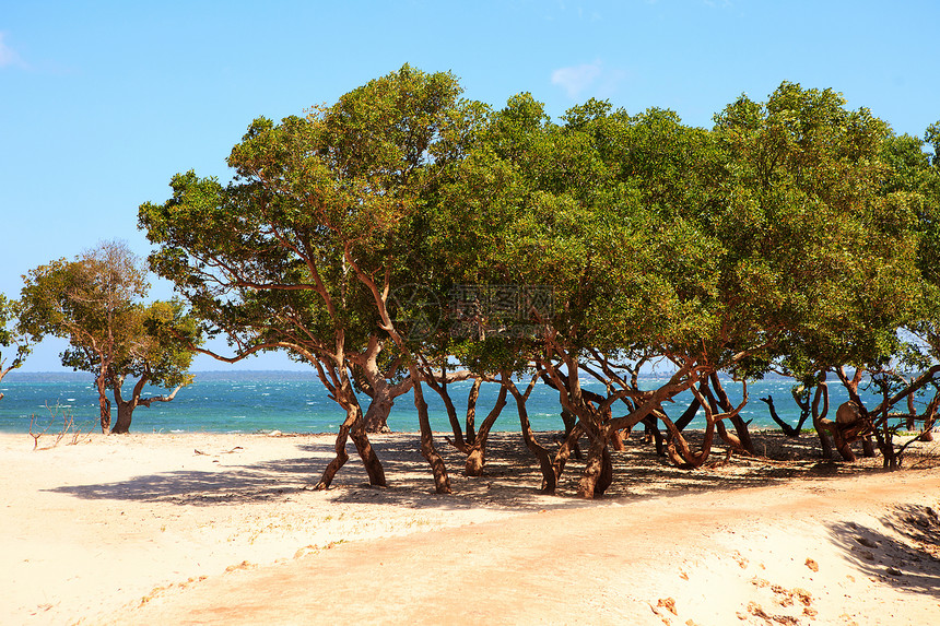 热带海滩上的红树林天空植物群丛林海洋绿色场景树木图片