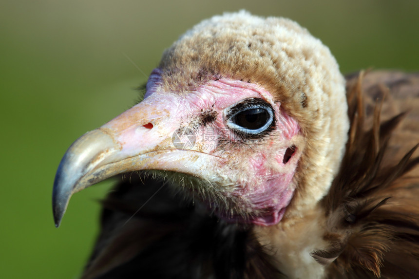 丑陋的秃鹫眼睛羽毛秃鹰狮鹫动物园野生动物脖子掠夺性荒野猎物图片