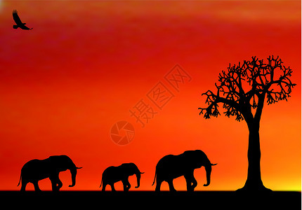 病态的非洲日落时大象的病态设计图片