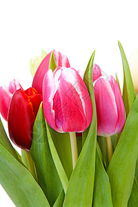 特写时多彩多彩的荷兰郁金香花束红色灯泡绿色花朵树叶粉色背景图片