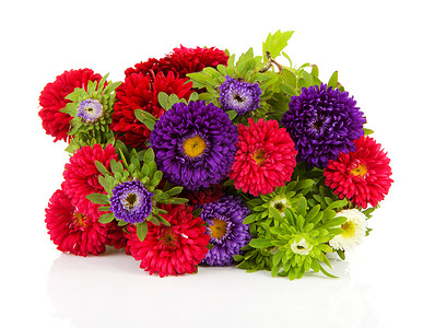 彩色的Aster花束花工作室植物群季节性花束背景图片