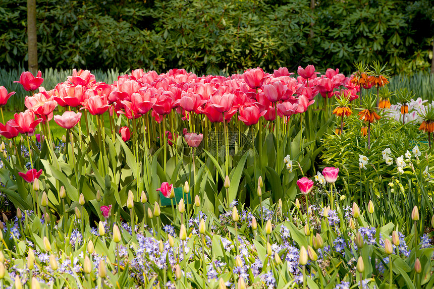 美丽的荷兰郁金香场地灯泡花坛花朵利瑟花球粉色图片