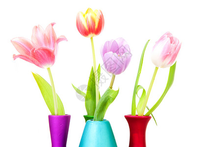 多彩多彩的荷兰郁金香花瓶花朵背景图片