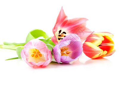 多彩多彩的荷兰郁金香花朵背景图片
