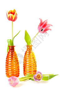 橙色花瓶中的荷兰郁金香背景图片