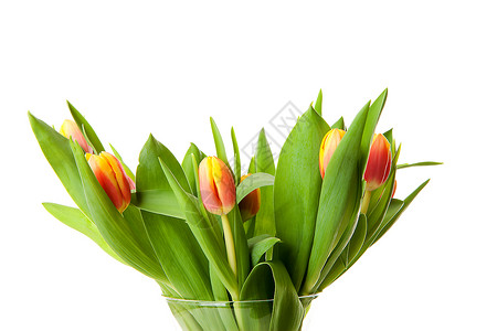 荷兰郁金香包红色树叶花束花朵花瓶黄色背景图片