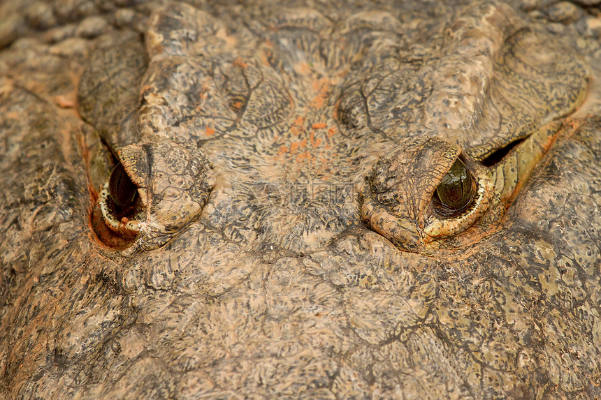 鳄鱼眼爬行动物动物园皮肤眼睛宏观动物捕食者野生动物爬虫图片