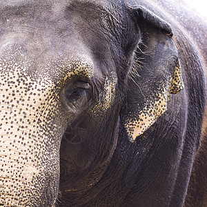 大象眼树干哺乳动物方框灰色动物群荒野眼睛皮肤耳朵野生动物背景图片