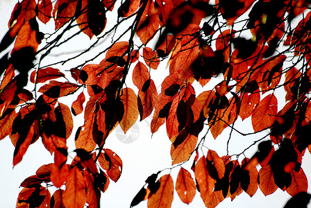 秋季风景分支机构树木黄色天空落叶公园红色背景图片
