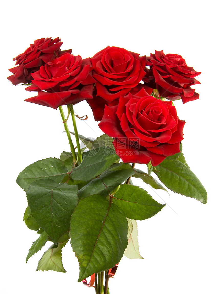 红玫瑰花束礼物花朵浪漫红色图片