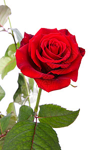 特写时红玫瑰礼物红色花朵浪漫背景图片