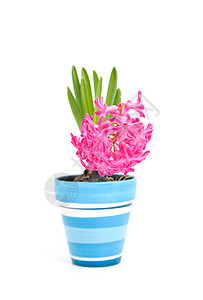 蓝锅中的粉红色青花朵园艺植物学蓝色灯泡植物粉色花朵背景图片