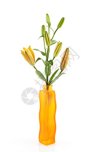 橙花花花朵植物学季节性百合花园植物背景图片