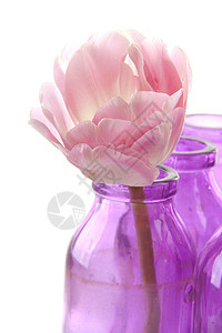 花瓶中的粉色郁金香树叶花朵背景图片