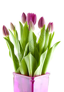 粉红色荷兰郁金香花瓶花朵灯泡花束植物粉色植物学背景图片