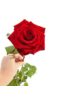 手握着红玫瑰花朵礼物红色浪漫背景图片