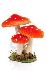 装饰蘑菇季节性红色背景图片