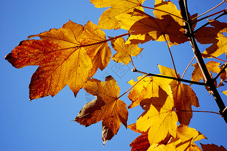 秋季风景天空公园树木落叶红色分支机构黄色背景图片