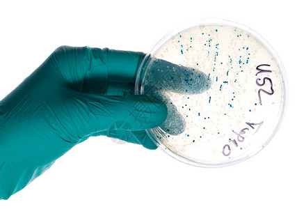 分子生物学硝基手套手持Petri盘子和细菌菌群菌落科学大肠杆菌克隆塑料身体公司实验基因细菌背景