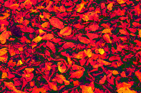 抽象蓝色摄影黄色红色插图树叶绿色艺术背景图片