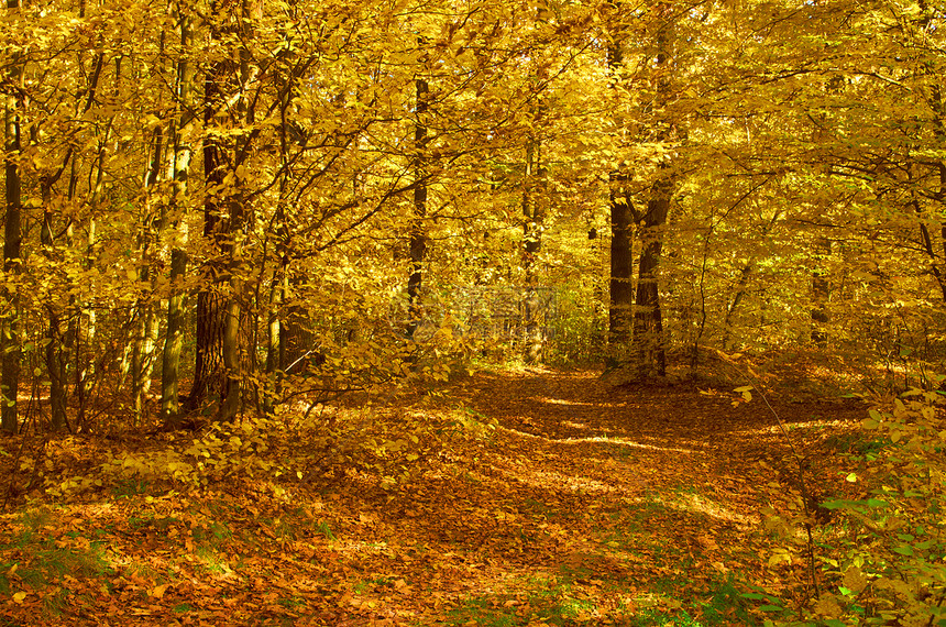 森林黄色落叶晴天叶子植物群阳光金子紫色车道植物图片