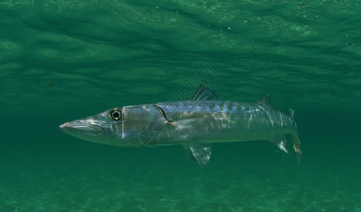 巴拉库达掠食性鱼类水下高清图片